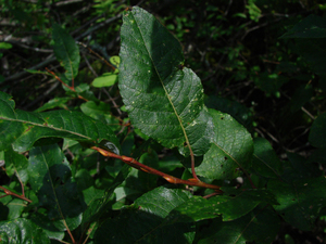Photo By: Stephen M. Young. Photo taken: Clinton County, NY on 26 July 2006
